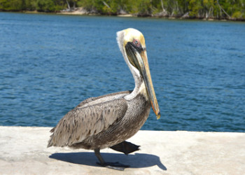 Pelican By The Intracoastal - Boca Raton, Florida